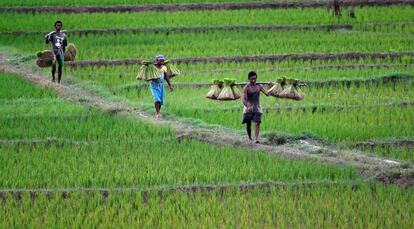 Varios agricultores cruzan un arrozal en una plantación a las afueras de Guwahati, distrito de Assam (India).