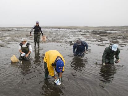 Mariscadores de Carril en plena faena.