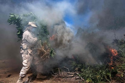 Por ahora se desconoce si hay algún cartel involucrado en las operaciones del narcolaboratorio y las plantaciones de marihuana. En esta zona están establecidos el cártel de Sinaloa y el cártel Jalisco Nueva Generación.