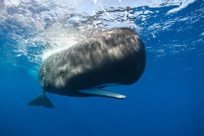 El cachalote (Physeter macrocephalus) puede superar los 20 metros de longitud.