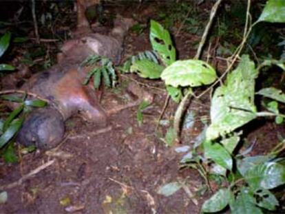 Uno de los 29 cadáveres de los buscadores de diamantes hallados en Rondonia, cerca de la frontera con Bolivia.