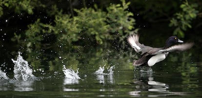 Un tarro alza el vuelo.  