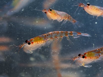 Antarctic Krill, Euphausia superba, Antarctica. (Photo by: David Tipling/Universal Images Group via Getty Images)