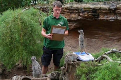 Un trabajador durante el pesaje de los suricatos en el Zoo de Londres (Reino Unido).
