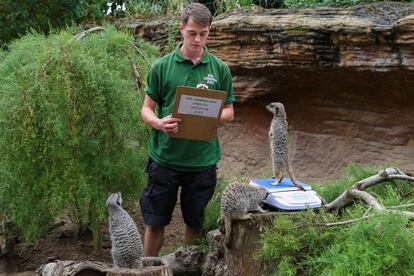 Un trabajador durante el pesaje de los suricatos en el Zoo de Londres (Reino Unido).