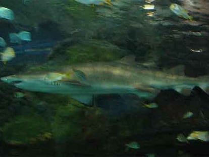 El tiburón jaquetón picoto <i>(Carcharinus altimus)</i>