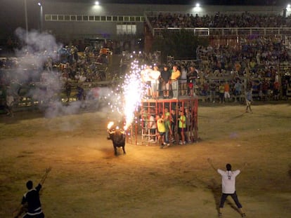 Festejo taurino con &#039;bous embolats&#039; en Amposta.