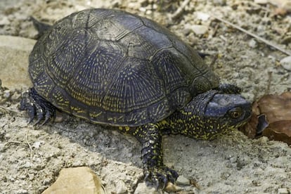 Un ejemplar de galápago europeo.