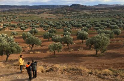 Campo de olivos en Oliete, en la provincia de Teruel.  