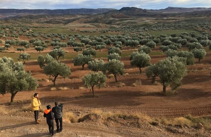 Campo de olivos en Oliete, en la provincia de Teruel.
