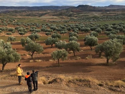 Campo de olivos en Oliete, en la provincia de Teruel.  