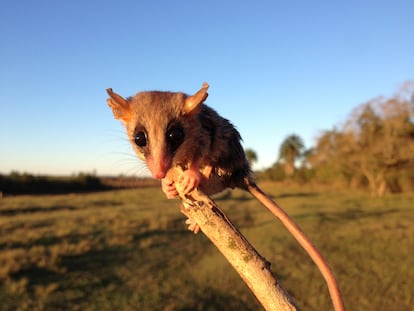 Ejemplar de marmosa grácil ágil, un marsupial sudamericano, en un área deforestada de la reserva de Tapitá , en Paraguay.