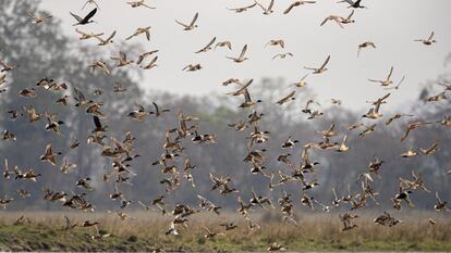 Aves migratorias sobrevuelan un humedal en el santuario de vida silvestre de Pobitora, a las afueras de Gauhati (India).