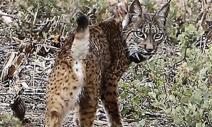 Uno de los linces que se han soltado hoy en Almuradiel