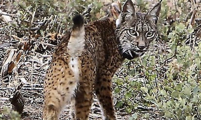 Uno de los linces que se han soltado hoy en Almuradiel 