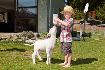 Cerca de Queenstown (Nueva Zelanda), varias granjas ofrecen visitas guiadas para entrar en contacto con las ovejas, alimentarlas y esquilarlas. Si suena a poco, se puede visitar el campeonato de esquiladores Golden Shears, en Masterton.