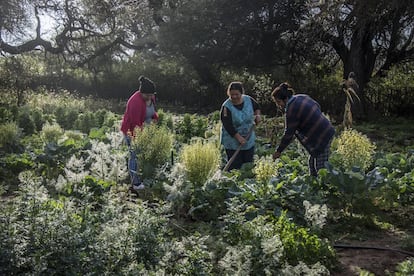 Mujeres de Nueva Yuchan trabajan en su huerta agroecológica.