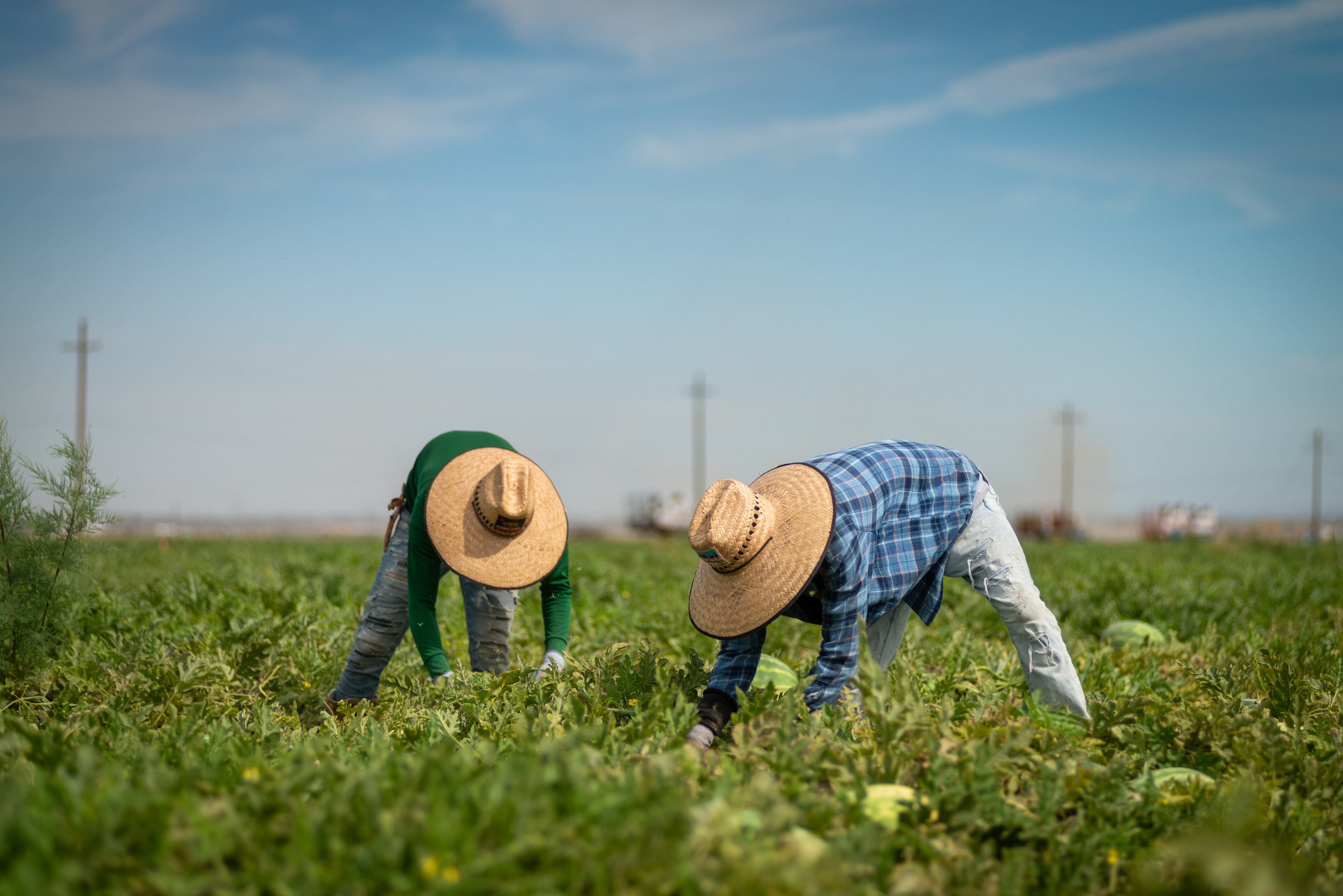 Jornaleros agrícolas recolectan sandías en un campo en California.