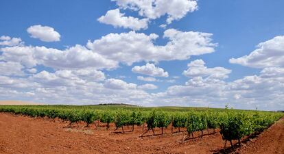 Viñedos en Tierra de Barros, con el característico rojo de su tierra.