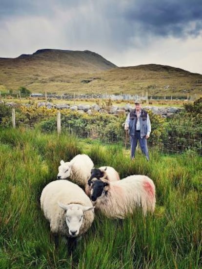 Ovejas en la granja de Glen Keen, en Louisburgh.