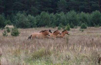 Caballos de Przewalski en la zona de exclusi&oacute;n de Chern&oacute;bil