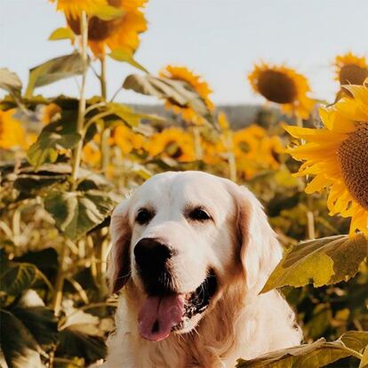 Versión española. Herry the Dog es el perro del modelo y actor Andrés Velencoso, que presume de él en su cuenta y además le ha dedicado una a este golden retriver que en su bio de Instagram (25.500 seguidores) subraya que es de Tossa del Mar. No es la única figura conocida que ha dedicado una cuenta personal a su mascota: la influencer Chiara Ferragni hizo lo propio con su carlino, Matilda, y la gurú de estilo de vida española Paula Ordovás tiene la de Robin the Maltese.