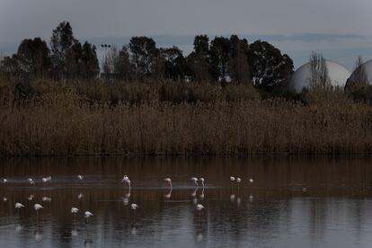 Un grupo de flamencos retoza, ayer, en el último tramo del rio Llobregat antes de su desembocadura.