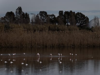 Un grupo de flamencos retoza, ayer, en el último tramo del rio Llobregat antes de su desembocadura.