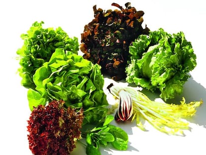 Más fresco que una... lechuga