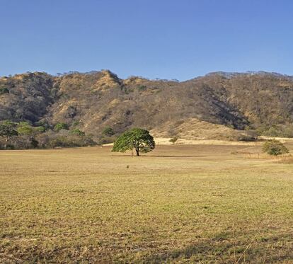 Árbol de guanacaste en Nicoya.