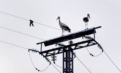 Dos cig&uuml;e&ntilde;as en un poste el&eacute;ctrico, en El Boalo (Madrid). 