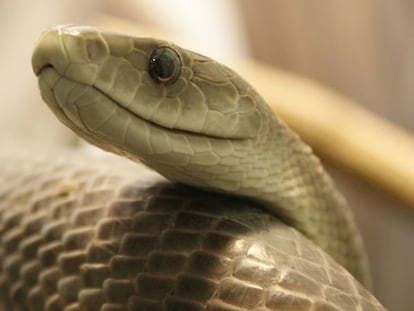 Bichos asesinos: la temible mamba negra