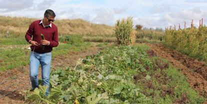 Emiliano Muñoz, en la parcela de Huertea, donde cultiva hortalizas ecológicas.