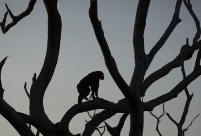 La chimpancé Shelly camina por un árbol en su recinto del Centro de Conservación de Chimpancés.