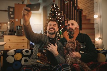 Perros y gatos en Navidad