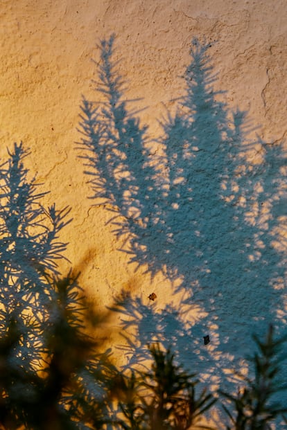 En los jardines de la casa crecen plantas aromáticas y del Mediterráneo.