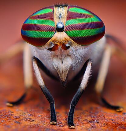 'Tabanus lineola', conocida también como la mosca de caballos.