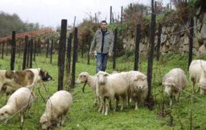 En la imagen, Iago Garrido pasea entre sus ovejas por la finca donde ha realizado plantaciones de vid para dedicarse a la explotación vitivinícola.