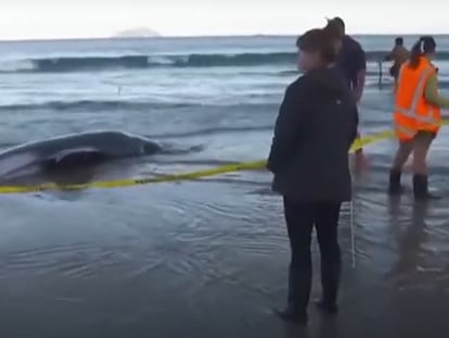 Rescatan con ayuda de sábanas a una treintena de ballenas varadas en Nueva Zelanda