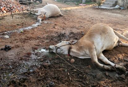 Ganado muerto como consecuencia de la fuga de gas de la planta de LG Polymers, en Visakhapatnam, India, este 7 de mayo.