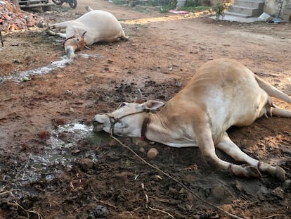 Ganado muerto como consecuencia de la fuga de gas de la planta de LG Polymers, en Visakhapatnam, India, este 7 de mayo.