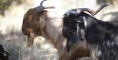 Una de las cabras de la cooperativa Apisquillos aún se está recuperando de un mordisco en el cuello.