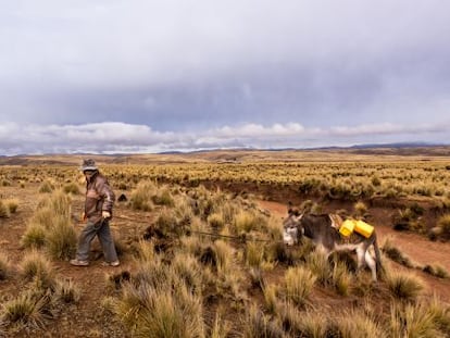 Jacinto Sirpa Condori, campesino aimara, camina todos los días con su burro cargado de bidones durante una hora en busca de agua a un humedal cercano a su casa.