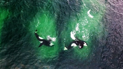 Las orcas coordinan sus movimientos y aturden a sus víctimas con la cola, siguiendo “un patrón geométrico”.