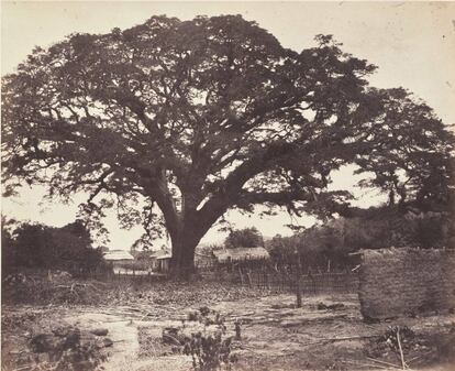 Fotografía de Paul de Rosti del Samán de Güere, tomada en 1857-1858.