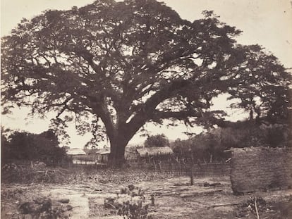 Fotografía de Paul de Rosti del Samán de Güere, tomada en 1857-1858.