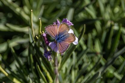 La canela estriada, también conocida como mariposa azul rabilarga, en Las Lajas (Tenerife).