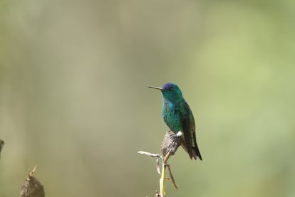 Un espécimen de amazilia frentiazul.