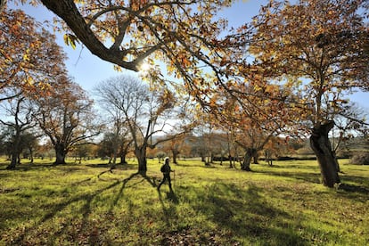 La capital del Alto Alentejo se apretuja en la cumbre de una colina a los pies del parque natural de la Serra de São Mamede (en la foto). Esta bonita localidad encalada, con campos color ocre a su alrededor, se encuentra fuera de las rutas más trilladas. En la parte amurallada encontraremos viejas mansiones barrocas un tanto ajadas y reliquias de su época gloriosa, cuando la industria textil estaba en pleno auge. Hoy Portalegre conserva dicho legado en su fábrica de tapices, que sigue produciendo reproducciones de obras de arte famosas; un museo que expone algunas de ellas. Pero la antigua gloria local está grabada en piedra: son las marchitas casas y mansiones barrocas del siglo XVII que salpican la Rua 19 de Junho, hacia el sureste.