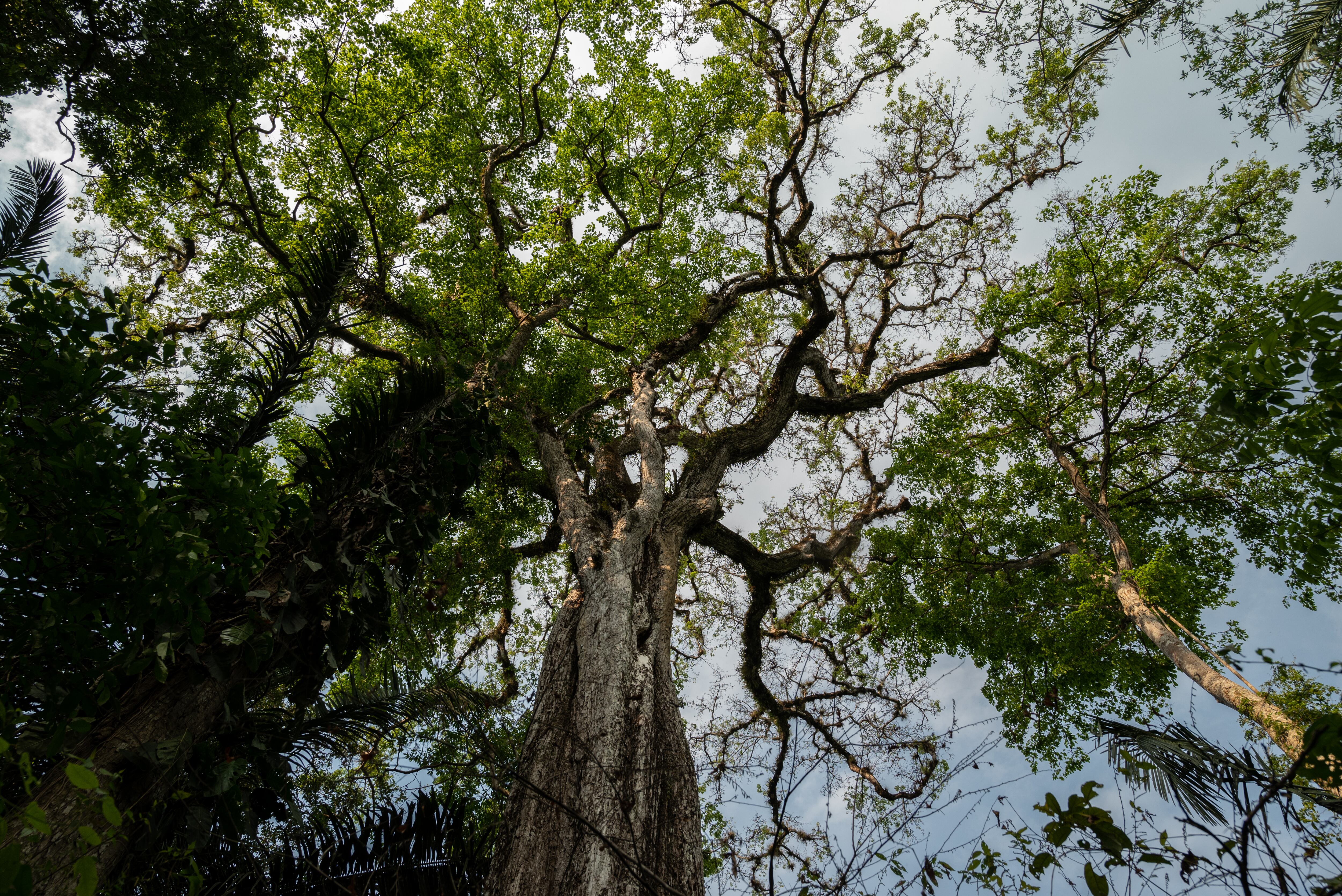 Un árbol llamado 'El abuelo' es uno de los árboles más grandes que existe en el interior de la Reserva.